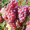 SOMERSET SEEDLESS-RED Table Grape ultra cold weather tolerant Zone: 3