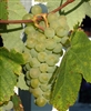 Grape Vine SAUVIGNON BLANC FRENCH GRAPE VINE  Zone 6