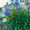 AGAPANTHUS AFRICAN BLUE--LILY OF THE NILE BLUE FLOWERS ZONE 7