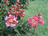 Crape Myrtle-Lagerstroemia Raspberry Sundae  Zone 7