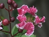Crape Myrtle Lagerstromeia-Peppermint Lace  Reddish Pink with White-edged Blooms   Zone 7