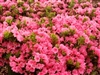 AZALEA RHODODENDRON SOUTHERN INDICA DAPHNE SALMON-CLUSTERS OF LARGE SALMON PINK BLOOMS WITH ORANGE FRECKLES ZONE 8