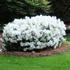 AZALEA RHODODENDRON KING'S WHITE-Southern Indica Hybrid Blooms Large White 3-4'H x 4-6'W Zone 8