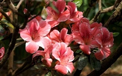 AZALEA RHODODENDRON DOGWOOD- Single Rose Pink with White Edge blooms Zone 8