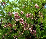 MOUNTAIN LAUREL EVE'S NECKLACE-Sophora affinis-Fragrant Drooping Clusters of Pink Flowers Z 7