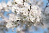 CHERRY FLOWERING CHERRY YOSHINO-Prunus x vedoensis Yoshino-Blooms Fragrant White-Pink Z 5