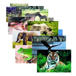 Wild Animal Poster Set Set Of 10 By Stages Learning Materials