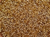Crimp Beads 2mm Shiny Gold Plated Metallic