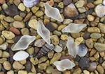 1 Sea Glass Mini Conch Shell Pendant - Crystal Clear