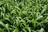 Sorghum Sudangrass Sugar Grazer II Seed - 20 lbs.
