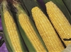 Sweet Corn Applause Synergistic Hybrid Seed - 1 Packet