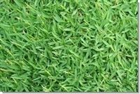 Carpetgrass Seed - 20 Lbs.