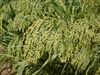 Dove Proso Millet Seed -10 Lbs.