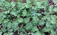 Dwarf Siberian Improved Kale Seed - 50 Lbs.