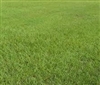 Pensacola Bahia Pasture Grass Seed - 10 Lbs.