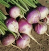 Turnip Seed Purple Top White Globe - 50 Lbs.