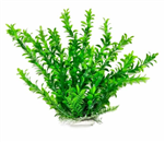 Aquatop Plant Hygrophila 6"