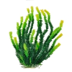 Aquatop Bushy Leaf Grass w/ Yellow Tip Plant 12"