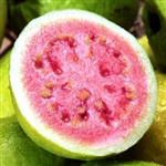Guava Aroma - Oil Based