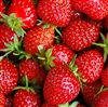 Strawberry Aroma - Oil Based