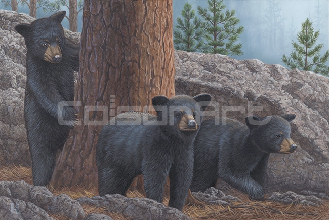 Black Bear Cub Trio by Jeffrey Hoff