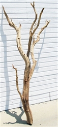 SB Ghostwood (California Driftwood), 60" Case of 4