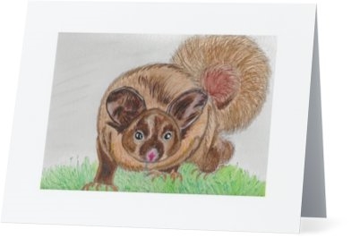 "Yellow Bellied Glider" Note Cards