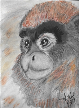 "Caqueta Titi Monkey" Zoo Print