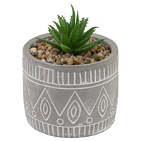 Grey Pot Succulent