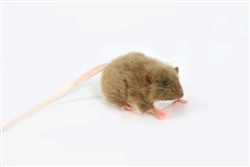Hansa Brown Mouse